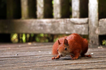 squirrelの写真素材