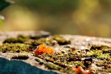 autumn leafの写真素材
