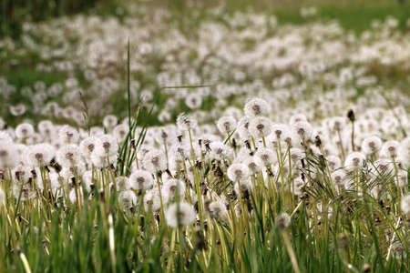 dandelionsの写真素材