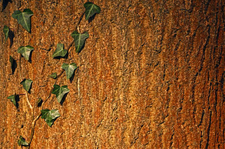 Tree barkの写真素材