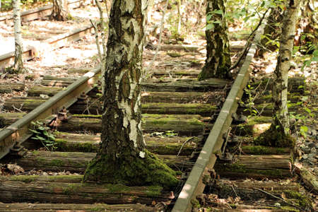 Old trees growing through a railwayの写真素材