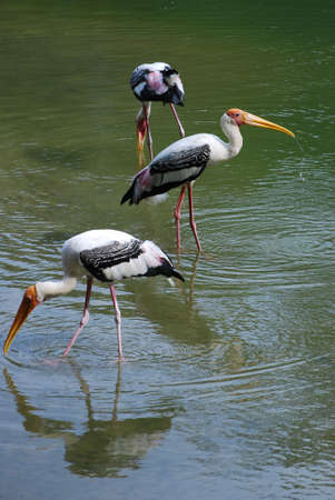 The stork's folkloric role as a bringer of babies and harbinger of luck and prosperity, where it is common in children's nursery stories.の写真素材