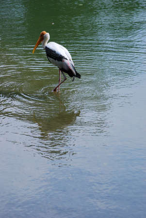 The stork's folkloric role as a bringer of babies and harbinger of luck and prosperity, where it is common in children's nursery stories.の写真素材