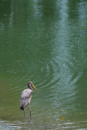 The stork's folkloric role as a bringer of babies and harbinger of luck and prosperity, where it is common in children's nursery stories.の写真素材