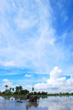The beautiful scenery of paddy field in Kedah, Malaysia.の写真素材