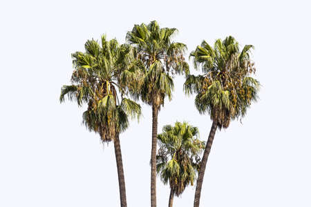palmerasの写真素材