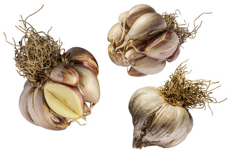 Garlic heads isolated in different positions on white background and macro photography.の写真素材