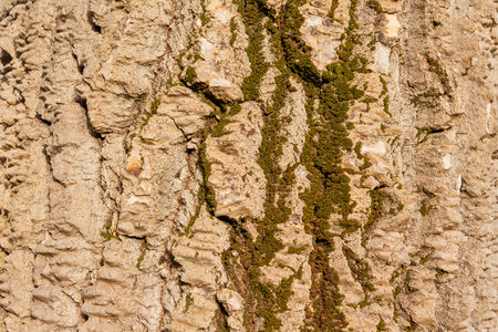 Texture of the bark of a tree with moss in macro photography.の写真素材