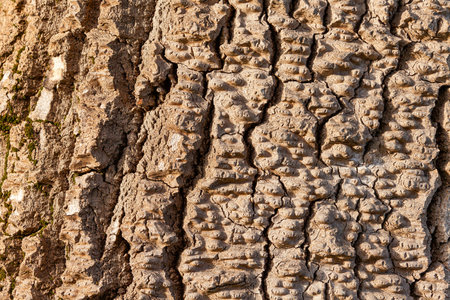 Hard relief of a tree bark with vertical channels and veins. Image made with macro photography.の写真素材