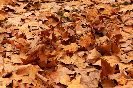 Autumn season with ocher leaves on the ground that fills the entire plane. Renewal concept.