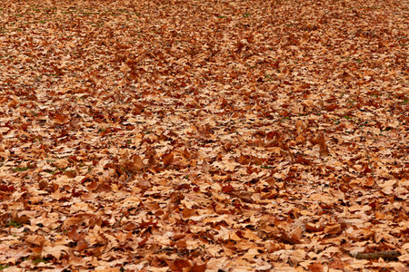 Blanket of fallen leaves on the ground during the fall season. Renewal concept.の写真素材