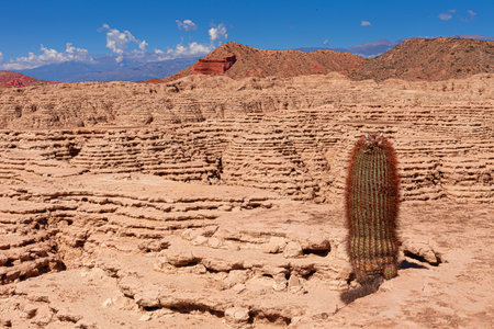 Landscape formed by sedimentation with a solitary cactus that has been able to grow.の写真素材