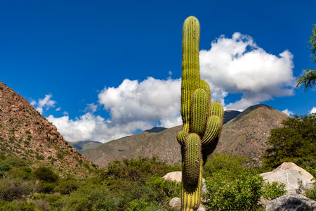 Vigorous cactus raised to the sky between mountains, green areas and clouds.の写真素材