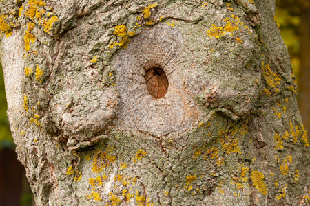 Tree trunk with an eye in its highly relief bark.の写真素材