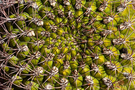 Detail of the geometric formation of a creeping cactus with abundant thorns.の写真素材