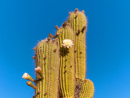 Giant Latin American cactus or cardÃ³n, with its white spring flowers.の写真素材