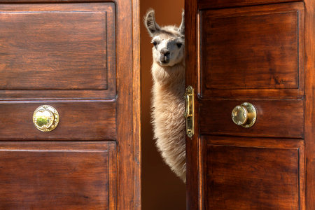 With the door open, a llama (mammal) looks curiously at who is knocking at the door. Concept of hospitality, welcome and asylum.の写真素材