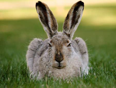 A hare stares and relaxes on a summer eveningの写真素材