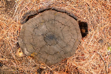 Top view of a stump of a cut down pine treeの写真素材