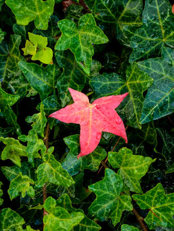 Maple leaf with dew drops on a fall morningの写真素材