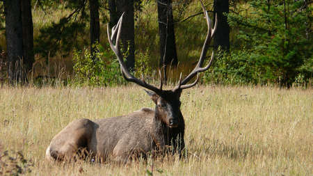 Bull Elk; の写真素材