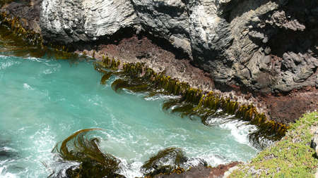 Seaweed Swirl