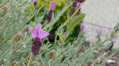 Praying Mantis Eating a Beeの写真素材