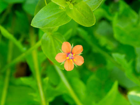 Meadow flower on a background of grass