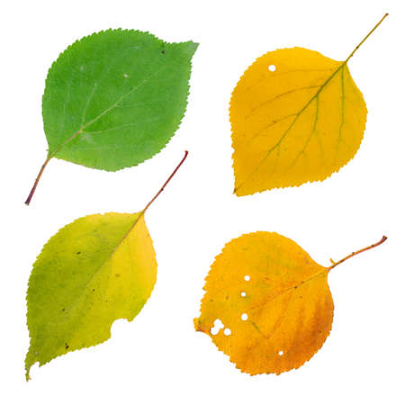 A few isolated bright autumn leaves on white background