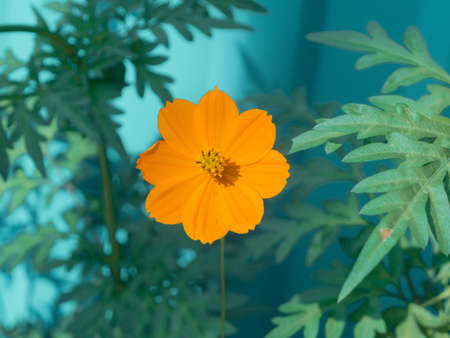 flower orange cosmai on a green backgroundの写真素材
