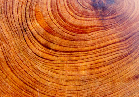 the structure of the wood of the juniper
