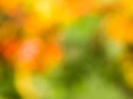 Colorful autumn forest filmed out of focusの写真素材