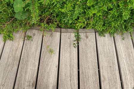 Wooden bench background with green plants on topの写真素材