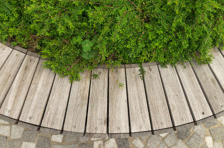 Wooden bench background with green plants on topの写真素材