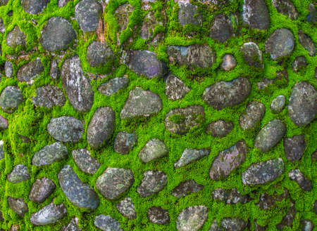 Green moss and stones textures on old wallの写真素材