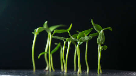 Growing plants, sprouts germination on dark backgroundの写真素材