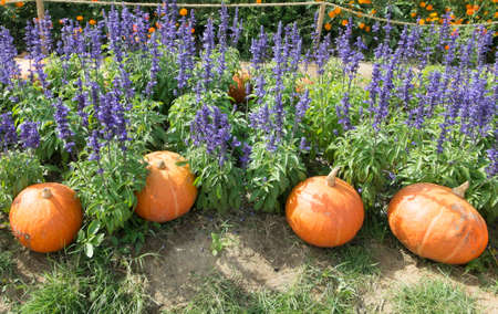 Pumpkin in the purple flower gardenの写真素材