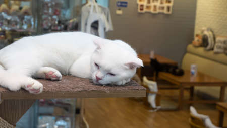White cat is sleepingの写真素材