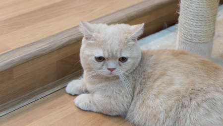 Pretty baby brown cat