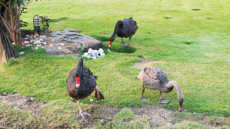 Three goose pets Thailandの写真素材