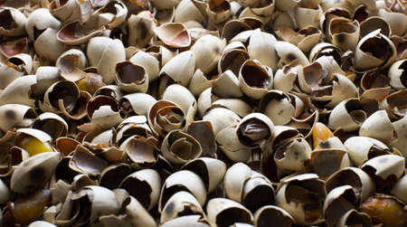shell ginkgo nut as background