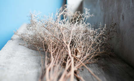 Dry flowers on the wooden tableの写真素材