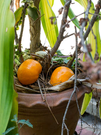 two orange in the tree potの写真素材