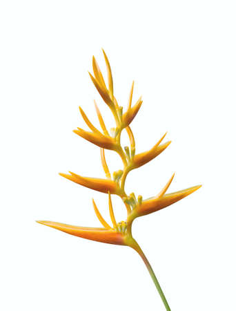 yellow flower isolatedの写真素材