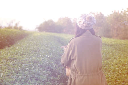 behind of pretty girl that prepare to pick up tea leaf with sun lightの写真素材