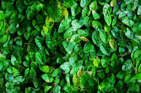 green leaf backgroundの写真素材