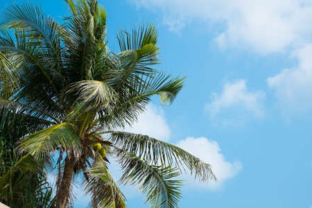 coconut tree on blue skyの写真素材