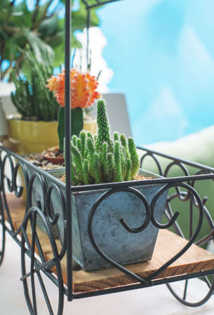 cactus in the pot and blue backgroundの写真素材