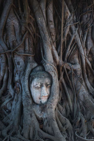 Ancient head buddha statues in the treeの写真素材