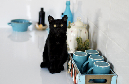 black cat on kitchen tableの写真素材